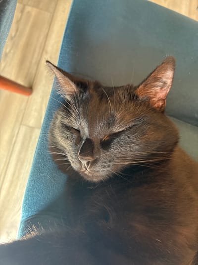 A close-up, overhead shot shows a dark brown cat sleeping on a teal fabric surface. The cat's eyes are closed, and its head is slightly tilted. Sunlight illuminates the cat's fur, creating shadows and highlighting its whiskers. The background consists of light-colored wooden flooring and a partially visible orange object. The scene is indoors.
