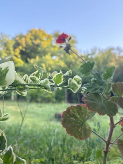 The image captures a close-up view of plants against a blurred outdoor background. In the foreground, a variegated vine with green and white leaves is prominent on the left. To the right, a plant with lobed green leaves, some with reddish edges and speckled patterns, is visible. A single red flower is seen in the upper right portion of the image, slightly out of focus. The background consists of lush green grass and trees bathed in soft light, suggesting an outdoor setting. The sky above is clear and blue. The scene does not depict any people or specific actions. It is not possible to determine the exact location within Aidemir, Bulgaria from the provided image.