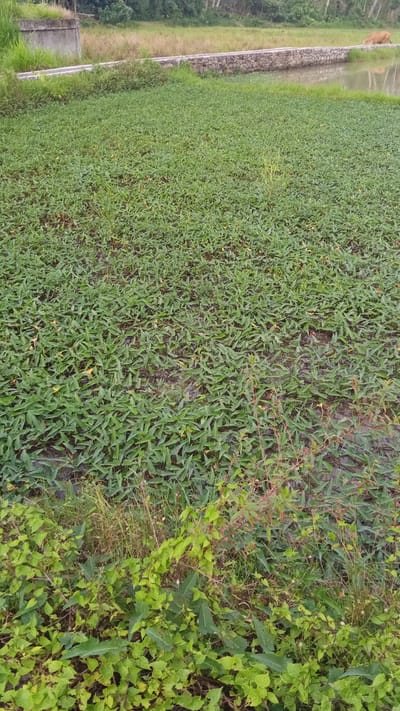 The image depicts a densely vegetated area in Blangtingkeum, Indonesia. A field of leafy green plants covers the majority of the scene, with a muddy underlayer visible between the leaves. At the bottom of the image, there's a patch of different types of green plants, including some with reddish stems. In the background, a concrete structure borders a slightly elevated area covered in lighter-colored grasses and foliage. A single brown animal stands near the edge of a concrete wall, possibly drinking from a body of water. The overall impression is of a humid, verdant landscape.