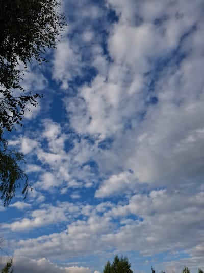 The image shows a sky filled with scattered, fluffy white clouds against a vibrant blue background. The clouds are varied in size and density, with some appearing wispy and others more solid. The perspective is from below, looking upwards, and the image is oriented vertically. Silhouettes of dark green foliage from trees are visible in the lower left and right corners of the frame, suggesting an outdoor, natural setting. The lighting indicates it is daytime, likely late afternoon or early evening, as suggested by the way the light catches the edges of some clouds. The overall mood is peaceful and serene, with the natural beauty of the sky and trees dominating the scene. There is no visible text in the image. The location is Zavorovo, Russia.