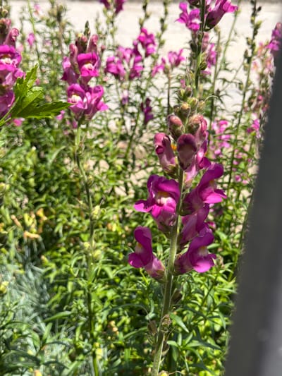 A close-up, outdoor, eye-level shot captures a vibrant cluster of purple snapdragon flowers in bloom. The flowers are the primary subject, with their delicate petals and elongated stems dominating the frame. The background is filled with more of the same flowers and lush green foliage, suggesting a garden setting. The lighting indicates it is daytime, with sunlight illuminating the blooms and casting subtle shadows. The photograph appears to have been taken in Oryahovo, Bulgaria, a city known for its natural beauty and floral displays. There are no people or animals visible in the image, nor any discernable actions or interactions. The overall impression is one of natural beauty and tranquility.