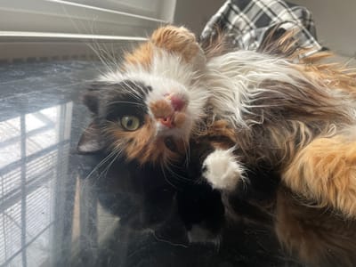 The image shows a calico cat lying on its back on a dark, reflective surface, likely a table or countertop. The cat has green eyes, and its fur is a mix of black, white, and orange. Its mouth is slightly open, revealing its tongue and teeth. In the background, there is a white and black checkered fabric, possibly a blanket or clothing, and a window with blinds casting parallel shadows on the surface. The lighting suggests it's daytime, with sunlight streaming through the window. There are no people present in the image, and the scene appears to be indoors. The location in Teplice, Czechia is not discernible from the image itself.
