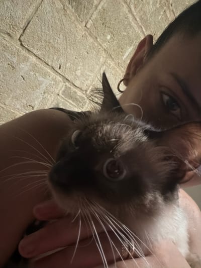 The image shows a close-up of a person holding a Siamese cat. The person's face is partially visible on the right side of the frame, with their eye, ear, and shoulder in view. The cat is positioned in the foreground, with its face in focus and its body held by the person. The background consists of a textured stone wall. The lighting suggests an indoor environment with natural light. There is no indication of the city of Carpignano Salentino, Italy.