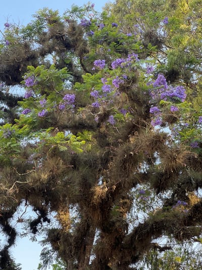 The image captures a view looking up into the branches of a tree, identified by its distinctive purple flowers as a Jacaranda mimosifolia. The tree is laden with Spanish moss, adding to the complexity of the canopy. The sky peeks through the branches in patches, indicating a clear day. The location is La Esperanza, Honduras.