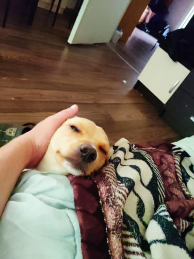 In an indoor setting, a tan-colored dog rests its head on a light blue blanket, with a hand gently stroking its head. The dog appears to be a small breed, possibly a chihuahua mix, with its eyes partially closed. Behind the dog, a dark red blanket with a black and white patterned design is visible. The floor is made of dark wood. In the background, a white cabinet with a silver handle is present, along with other indistinct furniture and shadows suggesting a dimly lit room. The overall scene depicts a moment of comfort and affection between a person and their pet. The provided context does not allow for specific location details within Андрэеўшчынскі сельскі Савет, Belarus.