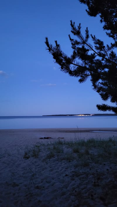 The image depicts a serene twilight scene on a sandy beach in Zaostrov'e, Russia. A dark silhouette of pine branches frames the top right corner of the frame, contrasting with the clear, deep blue twilight sky. A calm body of water stretches towards the horizon, where a distant shoreline is visible, dotted with faint lights, suggesting a settlement. The beach in the foreground is sandy, with sparse patches of green grass and a small, dark object, possibly stones or driftwood, lying on the sand. The overall atmosphere is peaceful and tranquil, characteristic of a coastal evening.