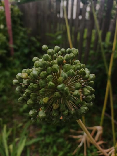 The image is a close-up photograph of an Allium flower head, in its bud stage, with numerous green seed pods clustered together in a spherical shape. The flower stalk and some surrounding greenery are visible. In the background, a wooden fence and foliage are blurred, suggesting an outdoor, possibly a garden or rural setting. The lighting appears to be overcast or low light, giving the scene a muted and natural tone. The image does not depict any people or specific actions, focusing solely on the botanical subject. There is no information in the image to suggest its location in Savino, Russia.