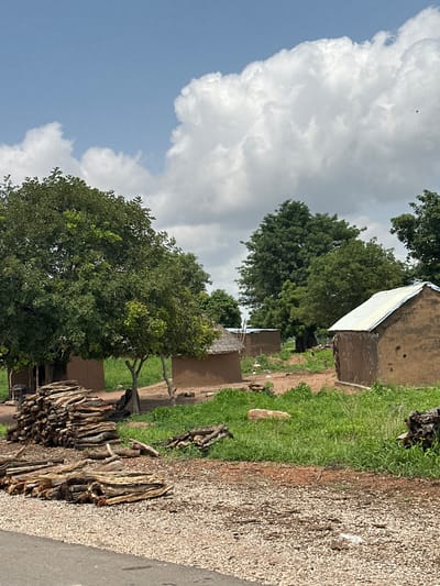 This image depicts a rural scene in Serakye, Nigeria. The primary subjects are several mud-built structures with corrugated metal roofs, typical of the region. A large, lush green tree dominates the left side of the frame, its dense foliage contrasting with the lighter tones of the sky and clouds. In the foreground, a pile of cut firewood is neatly stacked along a gravel path that appears to be a road. The path leads to the village structures.

The weather appears to be partly cloudy with a bright sky. The time of day is likely daytime, given the illumination and the presence of shadows. The overall atmosphere is tranquil and evokes a sense of everyday life in a rural African setting. There are no people visible in the image, but the presence of firewood suggests human activity and preparation for domestic needs. Some smaller, darker shapes in the grass near the houses might be birds or small animals.

The scene is set in a village environment, characterized by the building materials, the surrounding vegetation, and the rustic nature of the objects. The gravel road and the stacked firewood are significant details that ground the image in its specific location and cultural context. The image is captured with the camera oriented vertically, creating a strong vertical composition that emphasizes the height of the tree and the structures.