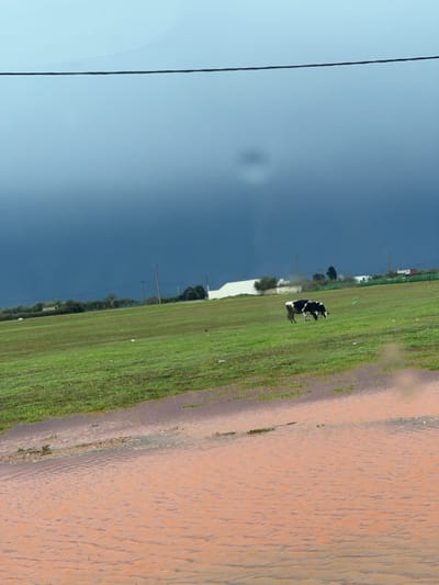 The image displays an outdoor landscape in Ain Johra, Morocco. The upper two-thirds of the frame are dominated by a dark, overcast sky, with a single dark line, likely a utility cable, stretching horizontally across the upper portion. The lower third of the image features a wide expanse of reddish-brown water with visible ripples on its surface, suggesting a large puddle or flooded area. This water transitions into a vibrant green field that slopes gently upward into the midground. Two black and white cows are present in the green field; both are positioned with their heads lowered, engaged in grazing. In the background, a long, low white building is visible, alongside multiple utility poles and a line of distant trees and shrubs. No people are visible in the scene.