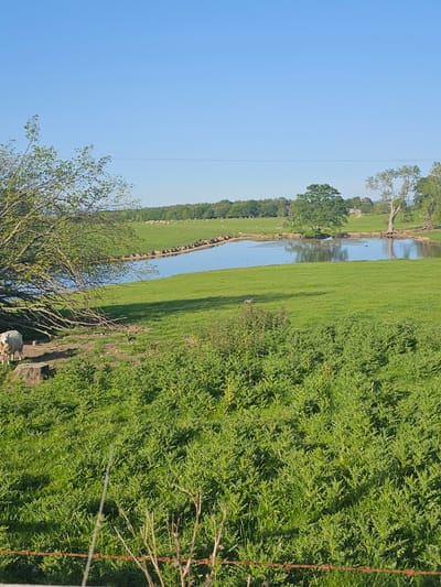 The image depicts a rural landscape in Whitford, United Kingdom. A body of water runs vertically through the scene, reflecting the sky. A grassy field borders one side of the water. On the opposite side of the water is dense green foliage. In the foreground, there are branches and a barbed wire fence. The sky is clear and blue. A flock of sheep is grazing next to the water.