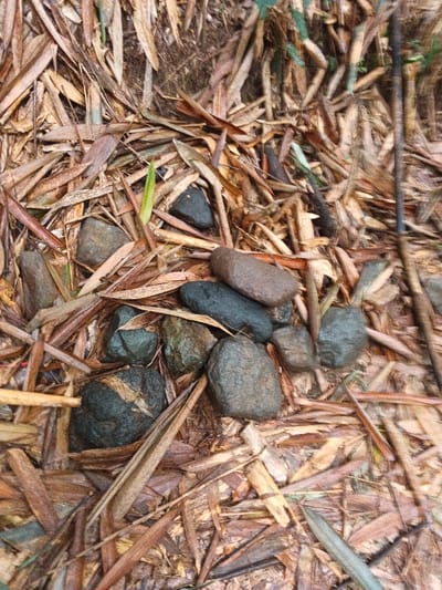 The scene, located on the ground in Situm, Papua New Guinea, depicts a natural outdoor environment. The primary surface is covered by a dense, uneven layer of dried, elongated leaves, consistent with fallen bamboo foliage, displaying various shades of brown and reddish-brown. Among this leaf litter, a single vibrant green sprout is visible in the upper left section of the frame. Clustered towards the center and lower half of the image are approximately fifteen smooth, water-worn stones of varying sizes, ranging from dark gray and black to muted brown. These stones appear damp, with some exhibiting lighter streaks or mottling, and are resting directly upon the bed of dried leaves. No individuals, animals, or man-made objects are present. The lighting is natural and appears diffused.