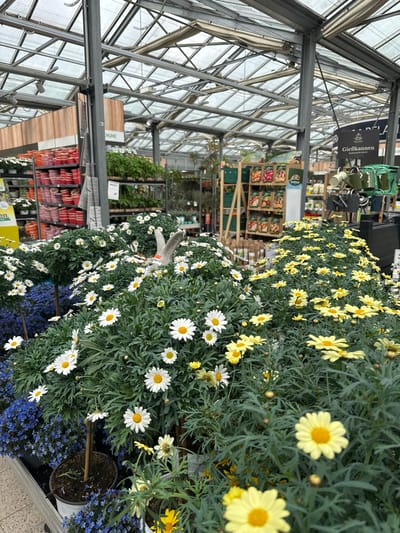 The image displays the interior of a commercial garden center located in Amstetten, Austria. The overhead structure consists of a glass and metal greenhouse roof, supported by grey metal columns, with retractable fabric shades positioned underneath.
The foreground is dominated by mass displays of potted flowering plants. Prominently featured are numerous white-petaled, yellow-centered daisy-type flowers (likely marguerites) arranged in dense clusters. Interspersed with these are similar yellow-petaled, yellow-centered daisy-type flowers, forming distinct sections of color. In the lower left quadrant, behind the white daisies, pots containing small blue flowering plants are visible.
In the mid-ground, to the left, a multi-tiered metal shelving unit is stocked with rows of woven baskets, predominantly in shades of red, orange, and pink. A sign above this section displays the German word "SCHUHE" (shoes). To the right mid-ground, a wooden display stand holds various packaged items, possibly seeds or small gardening products. Beyond this stand, a retail display features multiple green watering cans and other gardening implements, beneath a sign reading "Gießkannen" (German for "watering cans"). Additional green foliage plants are discernible on shelves in the background.
The flooring appears to be a light-colored tiled or concrete surface. No individuals are present within the depicted scene. Lighting is a combination of natural light filtered through the greenhouse roof and artificial overhead fixtures.