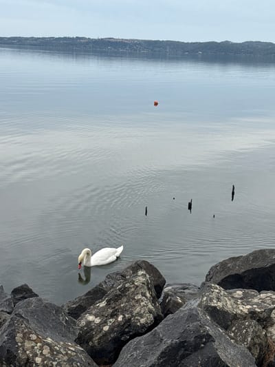 The image depicts a scene in Trevignano Romano, Italy, featuring a lake with a swan near a rocky shoreline. The lake has a slightly wavy surface, with a few dark objects or shadows visible in the water, possibly debris. An orange buoy is visible in the distance, towards the left side of the frame. In the foreground, large, dark-colored rocks form the shoreline. A white swan is swimming near the rocks, with its head submerged in the water. The opposite shoreline, with land or buildings, is visible in the distance on the left. The sky is overcast, lending a muted tone to the overall scene.