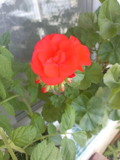This is a close-up, top-down, eye-level shot of a vibrant red geranium flower and its buds. The flower, positioned centrally, is fully bloomed with ruffled petals. Below it, several tightly closed buds are visible, their tips a brighter shade of red. The surrounding foliage is a lush green, with large, lobed leaves that appear slightly fuzzy. In the background, a window with a mesh screen is visible, with diffused light suggesting an indoor setting. The overall impression is that of a healthy potted plant, possibly on a windowsill. There is no indication of any specific city or location in Russia, including Bologoe.