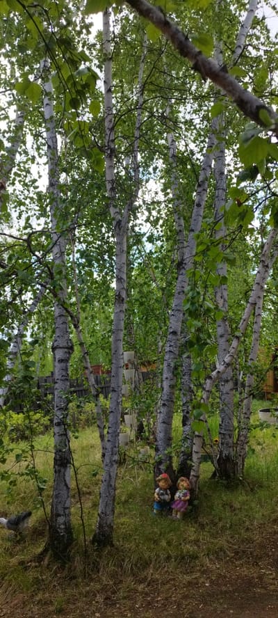 A natural outdoor scene features a cluster of tall birch trees with distinctive white bark and dark markings, their branches laden with lush green foliage. The trees dominate the frame, creating a dense canopy that partially obscures the sky, which appears overcast. In the foreground, on the grassy ground, are two small garden figurines of children, one wearing a red hat and blue pants, the other a pink dress. To the left, a grey and white rooster stands near the base of a tree. Behind the trees, a dark wooden fence is visible, separating the area from more greenery. The ground is covered in a mix of grass and dirt. The location is the city of Magan, Russia.