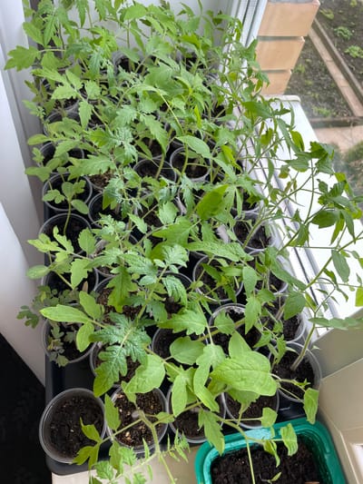 A top-down view shows numerous green plant seedlings growing in individual clear plastic cups and a larger green rectangular planter on an indoor windowsill, likely in Лесной Пейзаж Кп (шарапово), Russia. The scene primarily features young plants, most of which appear to be tomato seedlings, identifiable by their characteristic serrated and somewhat hairy leaves. These are potted in dark soil within clear plastic cups, which are arranged in trays, some of which are black.
Among the more numerous tomato seedlings, a few plants with broader, rounder leaves are visible, particularly on the right side of the image and in the green rectangular planter, suggesting they might be cucumber or squash seedlings. The plants are thriving, exhibiting vibrant green foliage.
The plants are positioned on a white windowsill or ledge, benefiting from natural light streaming through a window. The outdoor view through the window is blurred, showing diffused light and what appears to be green foliage or trees, indicative of an overcast day. On the exterior part of the window frame, three light-brown rectangular objects, possibly bricks or weights, are visible. No people are present, but the arrangement of the seedlings suggests careful cultivation for gardening purposes. No discernible text is visible on any of the objects or plants.