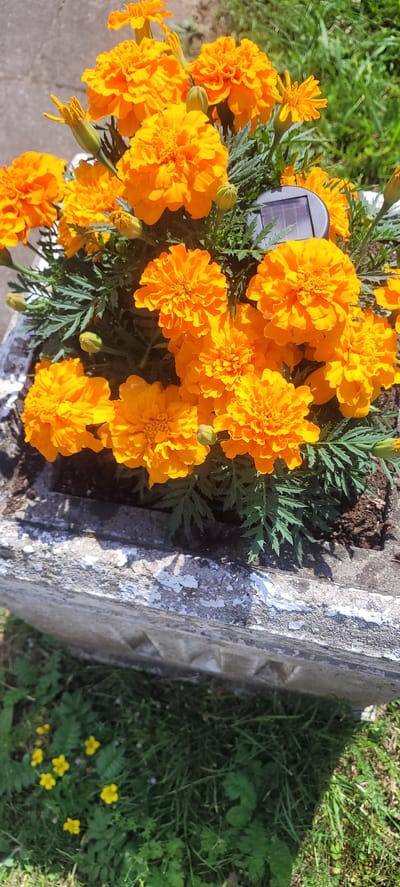A medium shot captures a cluster of bright orange marigolds blooming in a weathered, concrete planter. The planter shows signs of age, with peeling white paint and a textured, uneven surface. A small, dark solar-powered garden light is partially visible among the flowers. The marigolds are the primary focus, with their ruffled petals in various stages of bloom. The background consists of green grass and foliage, suggesting an outdoor setting. The location is identified as Dapkiškiai, Lithuania. In the lower left corner of the image, several small, yellow wildflowers are scattered amongst the grass.