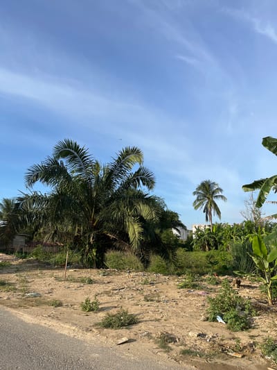 The image depicts an outdoor scene in Alurcucur, Indonesia, characterized by a dusty, uneven ground with scattered debris and vegetation. A paved road is visible in the foreground on the left. Lush green palm trees and other tropical foliage dominate the background, with a clear blue sky overhead. In the middle ground, a few small structures or buildings are partially obscured by trees. The overall impression is that of a semi-developed or rural area with elements of both nature and human presence. There are no people visible in the image.