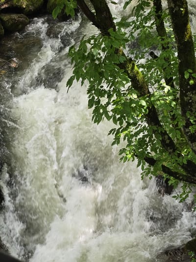The image depicts a dynamic natural scene of a rapidly flowing river or stream in Ribaritsa, Bulgaria. The central and left portions of the frame are dominated by turbulent, aerated white water rapids, indicating a steep gradient or obstructions in the waterway. The water appears light green and white due to the churning and reflections, moving swiftly from the upper left to the lower center. Dark, moss-covered rocks are partially visible along the banks and within the stream, contributing to the turbulence. On the right side of the image, multiple tree trunks, heavily covered in bright green moss, extend vertically. Branches laden with vibrant green deciduous leaves extend horizontally and diagonally into the frame, partially obscuring the water and casting dappled light. The overall scene is characterized by natural elements, with no human figures, animals, or man-made objects present.