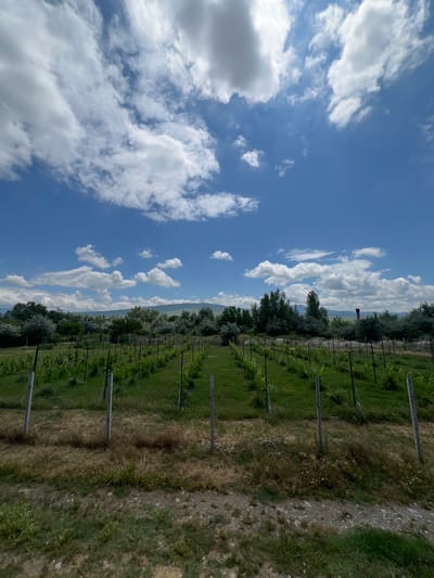 The image depicts a vineyard under a bright blue sky dotted with fluffy white clouds. The vineyard features rows of young grapevines supported by wooden stakes and wire fencing, stretching into the distance. The ground in the foreground is covered with dry grass and gravel, transitioning to green grass within the vineyard. In the background, a line of trees and hills creates a natural landscape. On the right side of the background, a tall, dark, chimney-like structure is visible among the trees. The scene is located in or near the city of Uplistsikhe, Georgia. There are no people or animals visible in the image.