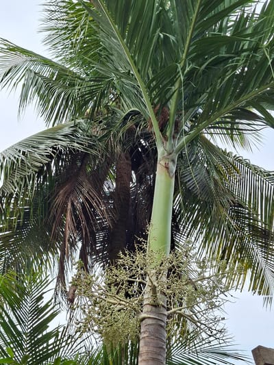 The image captures a palm tree in Meunasahreudeup, Indonesia, viewed from below. The perspective emphasizes the tree's trunk, which is light brown and textured, and its vibrant green fronds that radiate outwards. Several branches display nascent fruit, appearing as clusters of small, green buds. The sky is visible in gaps between the leaves, indicating a clear day.