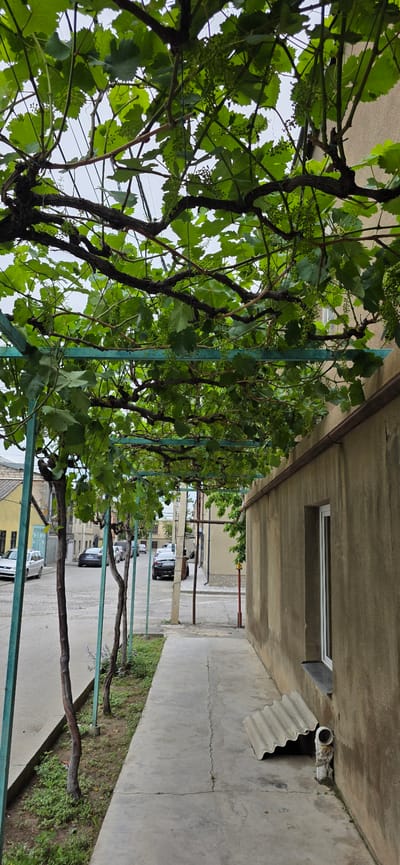 The image depicts a narrow, paved alleyway between two buildings, flanked by lush green grapevines trained over a metal trellis. The alleyway appears to be in a residential area, with cars parked along one side, suggesting it's daytime. The sky is overcast, contributing to a diffused, even light across the scene.

The foreground is dominated by the thick, gnarled branches and vibrant green leaves of the grapevines. Small clusters of developing grapes are visible amongst the foliage, indicating it's likely late spring or early summer. The trellis itself is a series of interconnected green metal poles and bars, providing support for the growing vines.

Beyond the trellis, the alleyway stretches into the distance, lined with concrete on one side and a building with a neutral-toned facade on the other. A narrow window with a white frame is visible on the building's wall. Further down the alley, more parked cars are seen, including what appears to be a dark SUV and a white sedan. The general architecture and the presence of grapevines suggest a location in a region where viticulture is common.

On the right side of the alley, a concrete pathway leads away from the viewer. Near the building, a crude outdoor pipe extends from the wall, with a piece of corrugated material placed underneath it, possibly as a makeshift cover or drainage solution. The overall impression is one of a functional, lived-in outdoor space, likely a courtyard or side passage in a Georgian town. There is no visible text in the image.