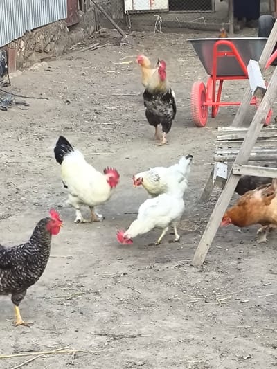 A flock of chickens, including several roosters, are in a dirt yard. In the background, a red wheelbarrow stands near a wooden structure and a corrugated metal fence.
