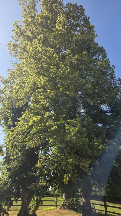 This is a vertical, eye-level, medium shot of two large trees in Moulins-sur-Orne, France. The trees are covered in dense green foliage and are lit from above by sunlight, causing some areas of the leaves to appear bright yellow and others to be in shadow. The sky is a clear, bright blue. In the background, a wooden fence runs horizontally across the frame, separating the trees from a grassy field. The ground in the foreground is dry and brown, with some patches of green grass. The overall impression is one of a sunny day in a rural setting.