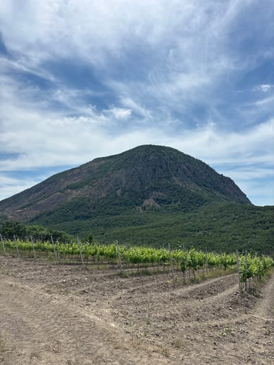 The image depicts a vineyard in the city of Lavrovoe, Ukraine. In the foreground, rows of young grapevines are planted in tilled soil. The vines are supported by wooden stakes and wire trellises. Beyond the vineyard, a large, forested mountain dominates the landscape. The mountain has a rugged, rocky peak and is partially covered in green foliage. The sky above is blue with scattered white clouds. The overall scene suggests a rural, agricultural setting with a prominent natural landmark.