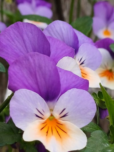 The image shows a close-up, eye-level view of several pansy flowers with purple and white petals, some with orange and dark purple markings. The flowers are in focus in the foreground, with their delicate petals and intricate markings clearly visible. The background is blurred, showing more pansies and greenery, suggesting a garden setting. There are no people or animals visible in the image. The overall impression is one of natural beauty and vibrant color. The scene is likely located outdoors, possibly in a garden or park. There is no information in the image that would indicate the location is in Vārzas, Latvia.