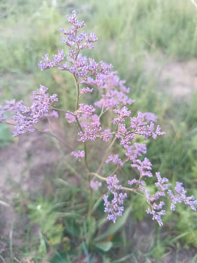 A close-up, slightly soft-focus photograph shows a branch of small, pale purple flowers. The flowers are clustered in tiny, intricate formations along thin, delicate stems, creating a wispy, airy appearance. The background is a blur of green foliage and muted earth tones, suggesting an outdoor natural setting, possibly a field or garden. The lighting is soft, indicating it might be overcast or late afternoon. The image is likely captured in the city of Қараөткел, Kazakhstan, given the contextual information.