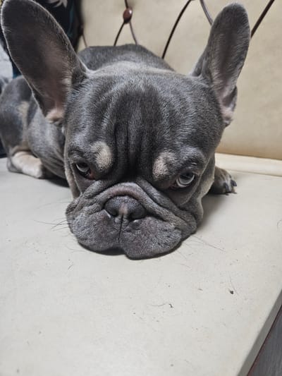 A close-up, eye-level, medium shot features a French Bulldog lying down on a light-colored, textured surface, possibly a sofa or chair. The dog is facing the camera directly, with its head resting on the surface, showcasing its characteristic wrinkled snout and large, prominent ears. Its eyes are open and directed forward, with a slightly distressed or sleepy expression. The dog's fur is a dark gray color with lighter tan markings on its face and ears. The background is blurred, but appears to be a domestic setting with hints of furniture. There is no indication of the city of Kurovo, Russia in the image.