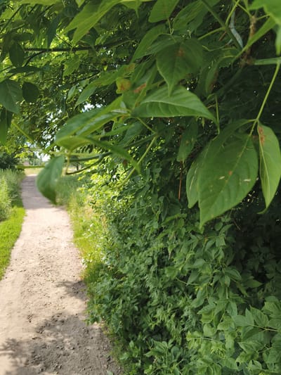 An outdoor, eye-level, medium shot captures a gravel path curving through a rural landscape. The path is flanked by lush green vegetation on both sides, with dense foliage from overhanging branches in the foreground. The path appears to be unpaved and is composed of gravel and dirt, with scattered small stones visible. Sunlight filters through the leaves, casting dappled shadows on the path. In the distance, the path leads towards a blurred line of trees and what appears to be open land. The image was taken in Mokshan, Russia.