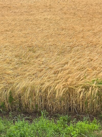 The image depicts a field of ripe golden wheat, with some green foliage visible at the bottom. The wheat stalks are tall and dense, appearing to sway in the wind, creating a textured pattern across the frame. The ground beneath the wheat is dark, with patches of dry earth and some sparse green weeds. The lower portion of the image shows a strip of vibrant green grass and smaller plants, contrasting with the dominant golden hue of the wheat field. No people or specific structures are visible in the image. The scene appears to be a rural agricultural landscape, consistent with the location of Дубненскі сельскі Савет, Belarus, known for its agricultural activity.