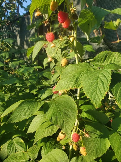 A close-up, vertical shot shows a raspberry bush laden with ripe and ripening fruit. The raspberries range in color from vibrant red to pale yellow. Large, serrated green leaves dominate the foreground and background, with sunlight casting shadows. A dark fence or netting is visible in the upper right and left portions of the image, suggesting an outdoor garden setting, potentially in Chornomors'ke, Ukraine, where such cultivation is common. No people are present, and no actions are being performed; the scene captures a moment of natural growth and harvest. The environment is natural and sunlit.