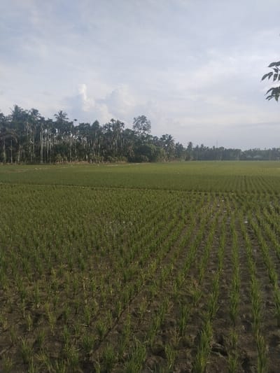 A static, wide-angle image captures an expansive agricultural landscape in Lhueng Tengoh, Indonesia, under an overcast sky. The foreground and midground are dominated by well-organized, parallel rows of young, bright green rice plants (Oryza sativa) emerging from dark, waterlogged soil, indicating active cultivation. In the distant section of the rice field, near the treeline, several small, white specks, consistent with egrets or other birds, are scattered. The background features a dense, dark green treeline primarily composed of tall, slender palm trees, likely areca palms, mixed with other broadleaf tropical foliage, extending horizontally across the frame. The sky is predominantly light grey with scattered white cloud formations. No human subjects, animals (other than the distant birds), or active interactions are visible within the scene.
