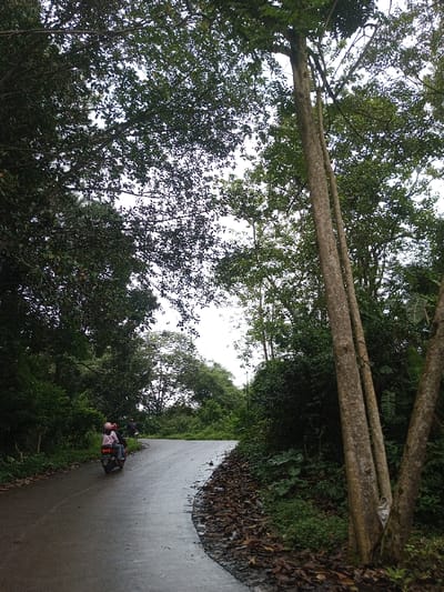 This image depicts a rural or semi-rural road segment in Ambakirano, Madagascar, under an overcast sky. A two-lane paved road, likely asphalt, curves gently to the left in the midground, with its surface appearing damp, suggesting recent rain or high humidity. The right edge of the road features a distinct accumulation of dark, fallen leaves and dirt.
The environment is heavily vegetated with dense, lush green foliage and numerous trees that form a canopy overhead, particularly on the left side and foreground, obscuring much of the sky. Several prominent, light-barked tree trunks are visible on the far right, extending vertically upwards. Further into the background, the dense tree line continues, with lighter green foliage indicating more distant trees or a break in the immediate canopy.
In the midground, two individuals are visible on a single scooter traveling away from the viewer along the curve of the road. The person in front, operating the scooter, is wearing dark clothing and a dark helmet. The passenger behind them is wearing a pink helmet and light-colored striped clothing. A second, dark-colored scooter or motorcycle with a single rider in a dark helmet is further down the road, partially obscured by the curve and foliage. No immediate interactions between the individuals or other subjects are discernable beyond their shared path of travel.
