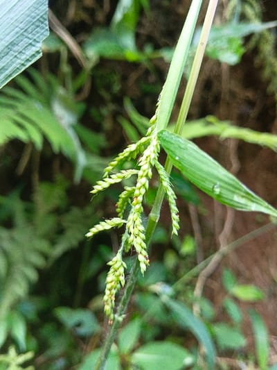 A close-up captures green grass seeds hanging from a stalk. Small, segmented seeds form cylindrical clusters along the length of the stalk. A few reddish-brown insects are interspersed among the seeds. Green grass blades and foliage surround the stalk, providing a natural backdrop. The composition highlights the intricate details of the grass seeds.