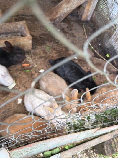 A group of rabbits of various colors, including black, brown, and white, are gathered in an outdoor enclosure. Some of the rabbits are eating, with one rabbit gnawing on a piece of carrot. The enclosure appears to be made of wire mesh and contains dirt and some scattered debris. In the background, there are wooden structures that may be part of the enclosure or nearby buildings. The overall scene suggests a domestic animal setting, possibly a farm or a backyard. The image does not provide specific details about the location in Semenovka, Russia, beyond it being an outdoor environment.