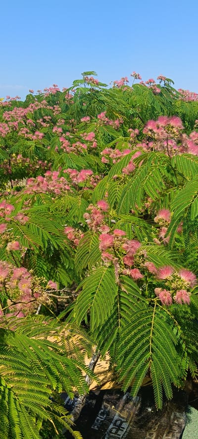 A close-up, vertical view captures a dense canopy of green, fern-like leaves interspersed with clusters of delicate, pink, fluffy flowers, likely from a Mimosa tree. The foliage fills the majority of the frame, with the bright blue sky visible in the upper portion. In the lower section, hints of a dark, textured surface with faint white lettering suggest an urban environment, possibly a street or a construction area, in the Petralona neighborhood of Greece. No people or animals are visible. The lighting indicates it is daytime, with natural sunlight casting shadows.