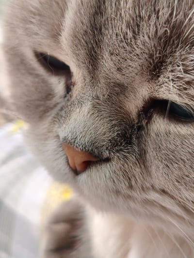 This is a close-up, eye-level, indoor, shallow depth of field photograph of a domestic cat's face. The cat is a tabby with light grey and white fur. The cat's nose is visible, as are its eyes, with the right eye more in focus than the left. The cat appears to be resting on a soft surface, possibly a blanket or bed, indicated by the blurry fabric with a yellow pattern in the background. There are no people or any other animals visible in the image. The lighting suggests it is daytime. The photograph was taken in Тлянче-Тамак, Russia.