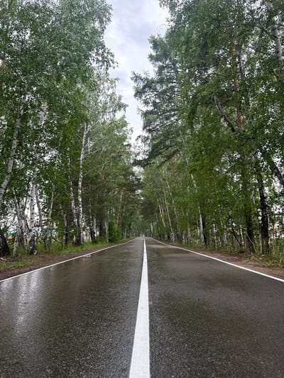 The image shows a wet asphalt road with a white line down the center, bordered by a dense forest of birch and pine trees. The trees are tall with green foliage, and the road appears to be in Savvateevka, Russia. The sky is overcast, suggesting recent or ongoing rain. There are no people or vehicles visible in the image, and the environment is natural and undeveloped.