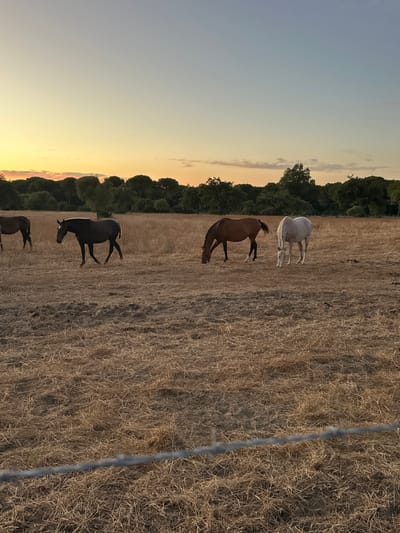 A herd of four horses is grazing in a dry, grassy field during a sunset. The sky is a gradient of pale yellow to blue, with a faint line of pink clouds near the horizon. A line of trees forms a dark silhouette against the sky in the background. In the foreground, a barbed wire fence is partially visible. One horse, dark brown with a white blaze on its forehead, is walking to the left. Another horse, a lighter brown color, is grazing with its head down. A white horse is also grazing nearby. The field is covered in dry, light-brown grass and some patches of dark soil. The overall impression is one of peaceful rural landscape at dusk. The image was taken in the vicinity of El Pinto, Spain.