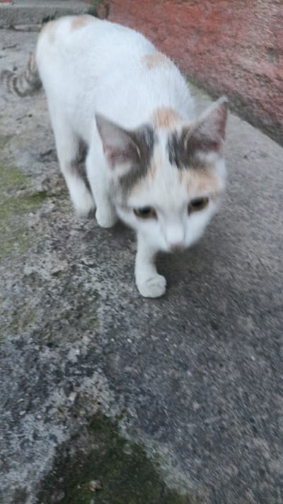 A calico cat is captured in motion, walking towards the camera on a grey concrete surface. The cat has predominantly white fur with patches of tan and grey. Its eyes are visible and appear amber. The background consists of a reddish-brown wall on the right side and a rough grey texture on the left, suggesting an outdoor urban environment. There are hints of green moss or vegetation on the concrete. The image is slightly blurred, indicating movement. The specific location in Пистамазор, Tajikistan is not discernible from the visual information alone.