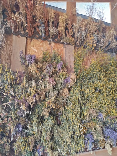 The image depicts a wall covered with bundles of dried herbs and flowers hanging from wooden planks and a lattice structure. The herbs are a mix of colors including brown, tan, yellow, purple, and white. Some bundles are large and bushy, while others are smaller and more delicate. The background appears to be a wooden wall, possibly in an outdoor setting, with a slatted wooden ceiling or roof visible at the top. The lighting suggests it is daytime. This scene is located in Mokhovichki, Russia, likely a rustic or rural area, given the nature of the display. There are no people or animals visible in the image. The focus is entirely on the dried plant material arranged on the wall.