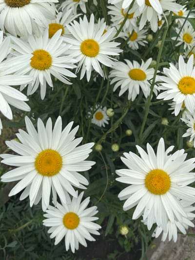 The image displays a close-up, overhead view of a cluster of white daisies with yellow centers, interspersed with green foliage. The daisies vary in size and stage of bloom, with some fully open and others partially closed or in bud form. The background is a blur of green leaves and stems, with a hint of what appears to be a gray concrete surface at the bottom right, possibly a sidewalk or planter edge. There are no people or animals visible in the image. The lighting suggests it is daytime, with soft illumination. The scene depicts a natural setting, likely a garden or roadside, in Psebai, Russia.
