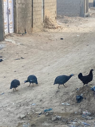 Four guineafowl are shown against a dusty background with scattered debris. Three are on the ground, pecking. The fourth is partially in the air, wings slightly spread. A portion of a building with stacked, light-colored bricks is visible on the left. The composition has a strong diagonal orientation, with the animals placed asymmetrically.
