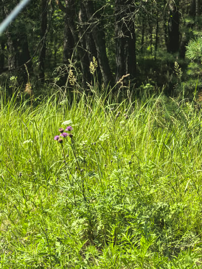 The image shows a close-up view of a natural area with lush green grass and foliage. In the foreground, several purple thistles are in bloom, their spiky petals vibrant against the green backdrop. The grass is tall and dense, obscuring much of the ground. In the background, dark tree trunks rise vertically, suggesting a wooded area. The overall lighting indicates it is daytime, with sunlight filtering through the trees and illuminating the grass. The scene appears to be in an undeveloped natural setting, possibly a meadow or the edge of a forest, located in the city of Sysert, Russia. There are no people or man-made structures visible in the image.