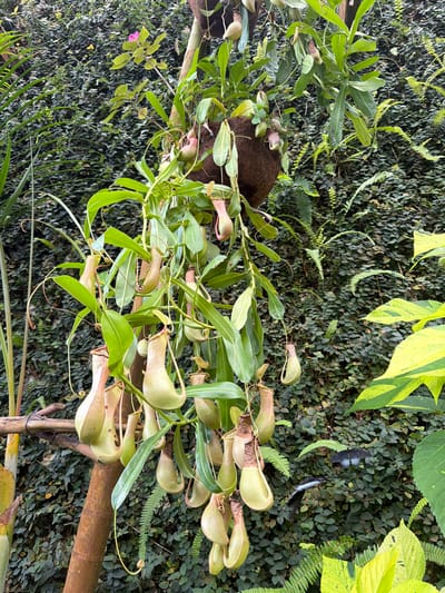 A cluster of pitcher plants hangs from a supporting structure in front of a dense, dark green wall of ivy. The pitcher plants have long, green leaves and prominent, pitcher-shaped traps that are light green and pale pink. Several pitchers are visible, with their openings facing downwards. In the background, the ivy wall is uniformly covered with small, oval leaves, creating a textured backdrop. To the right and bottom of the image, there are bright yellow and green variegated leaves of another plant, providing a color contrast to the green ivy. There are two black and white butterflies flying in the mid-ground, over the ivy. The scene appears to be outdoors in a garden or botanical setting. The location is Icod De Los Vinos, Spain.