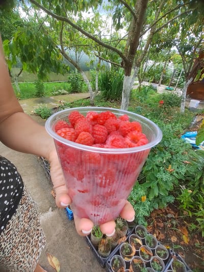 In Psebai, Russia, a person is holding a clear plastic cup filled with fresh raspberries. The cup is held in the foreground, with the person's arm and part of their patterned dress visible on the left side of the frame. The background shows a lush green garden with trees, foliage, and a greenhouse structure in the distance. Small potted plants are arranged in a tray on the ground near the cup. The scene appears to be outdoors, possibly in a backyard or garden area.